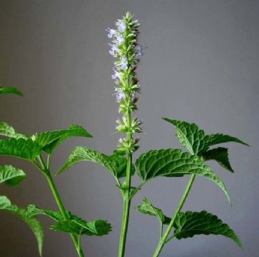   Agastache Rugosa Extract  